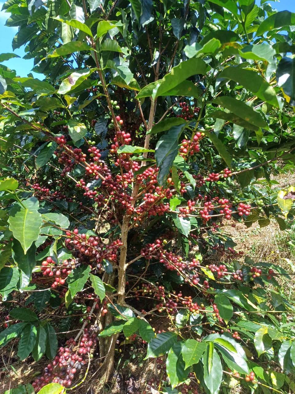 image-8